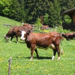 Grass pastured cows